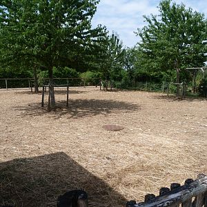 Western red sheep exhibit -Zoodyssée (2025)