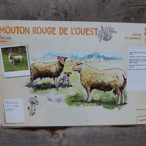 Western red sheep sign -Zoodyssée (2025)