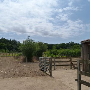 Parthenaise cattle and Poitevin goat exhibit -Zoodyssée (2025)