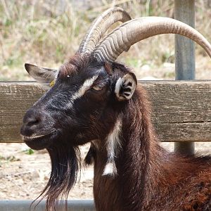 Poitevin goat -Zoodyssée (2025)