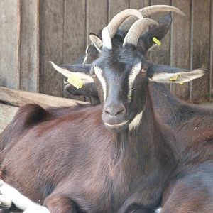 Poitevin goats -Zoodyssée (2025)