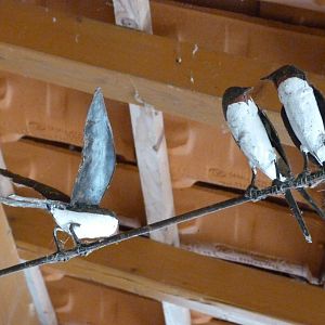 Decorative barn swallows -Zoodyssée (2025)