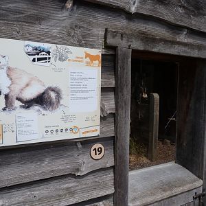 Beech marten exhibit viewing area -Zoodyssée (2025)