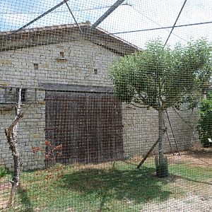 Central European barn owl and Domestic rabbit exhibit -Zoodyssée (2025)