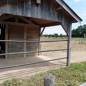 Poitou mule exhibit -Zoodyssée (2025)