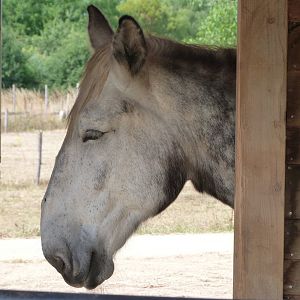 Poitou mule -Zoodyssée (2025)