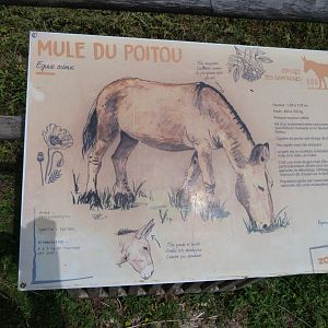 Poitou mule sign -Zoodyssée (2025)