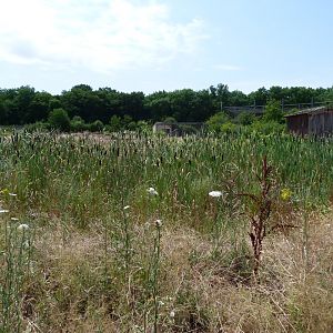Reed zone between the farmland -Zoodyssée (2025)