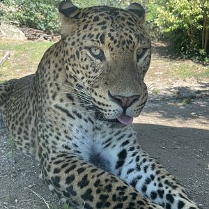Male Sri Lankan Leopard