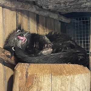 A Sleepy Binturong
