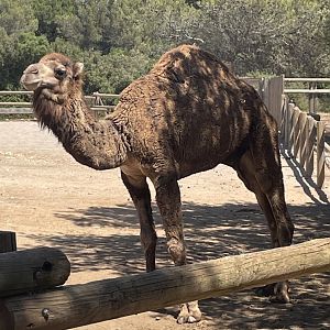 Dromedary Camel