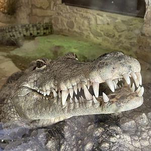 Nile Crocodile Close-up