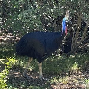 Southern Cassowary