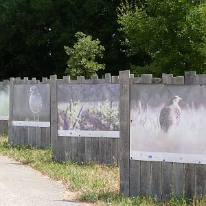 Farmland bird life photo display -Zoodyssée (2025)
