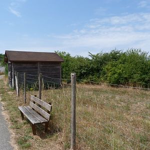 Eurasian crane exhibit -Zoodyssée (2025)