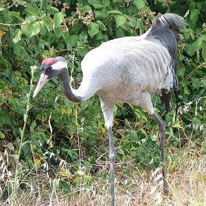 Eurasian crane -Zoodyssée (2025)