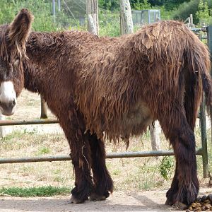 Poitou donkey -Zoodyssée (2025)