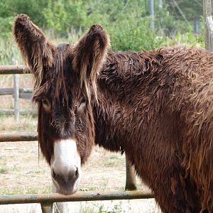 Poitou donkey -Zoodyssée (2025)