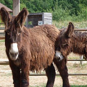 Poitou donkeys -Zoodyssée (2025)