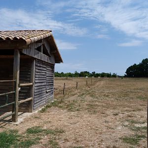 Poitou donkey exhibits -Zoodyssée (2025)