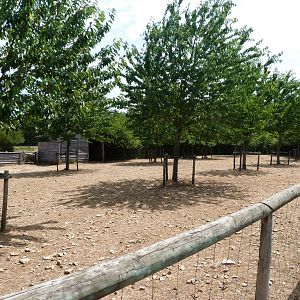 Western red sheep exhibit -Zoodyssée (2025)