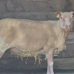 Western red sheep -Zoodyssée (2025)