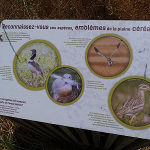 Emblematic bird species of the cereal plain sign -Zoodyssée (2025)