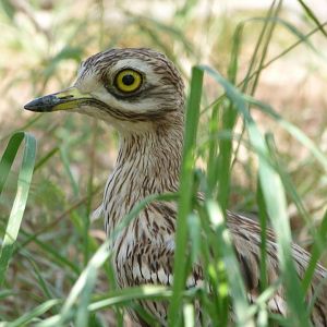 Eurasian thick-knee -Zoodyssée (2025)