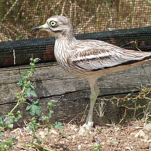 Eurasian thick-knee -Zoodyssée (2025)
