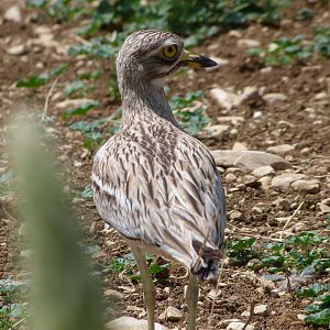 Eurasian thick-knee -Zoodyssée (2025)