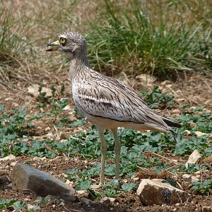Eurasian thick-knee -Zoodyssée (2025)
