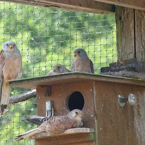 Lesser kestrels -Zoodyssée (2025)