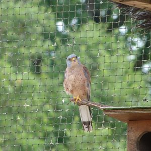 Lesser kestrel -Zoodyssée (2025)