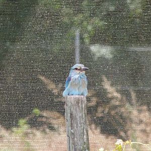 European roller -Zoodyssée (2025)