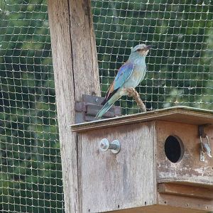 European roller -Zoodyssée (2025)