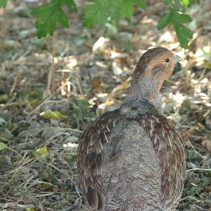 Grey partridge -Zoodyssée (2025)