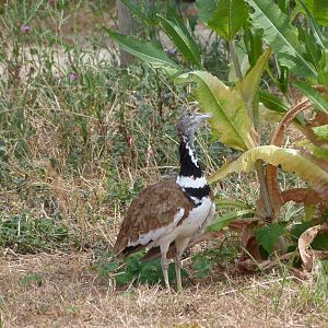 Little bustard -Zoodyssée (2025)