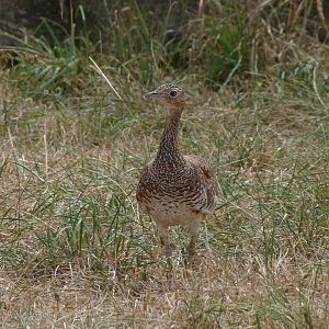 Little bustard -Zoodyssée (2025)