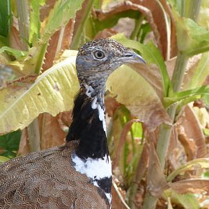 Little bustard -Zoodyssée (2025)