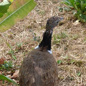 Little bustard -Zoodyssée (2025)