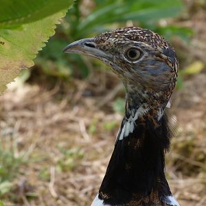 Little bustard -Zoodyssée (2025)