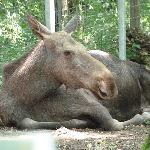 European elk -Zoodyssée (2025)