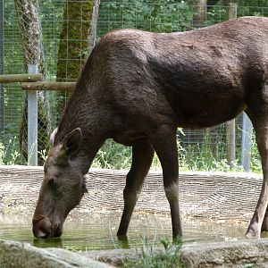 European elk -Zoodyssée (2025)