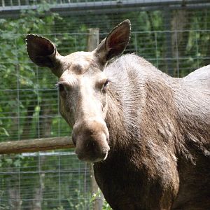 European elk -Zoodyssée (2025)