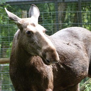 European elk -Zoodyssée (2025)