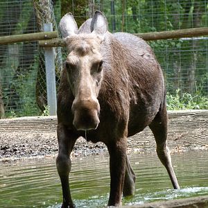 European elk -Zoodyssée (2025)