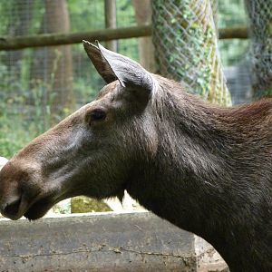 European elk -Zoodyssée (2025)