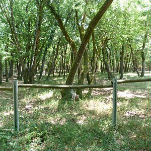 European elk exhibit -Zoodyssée (2025)