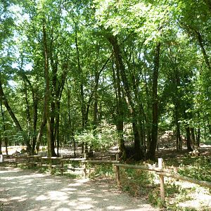 Pyrenean chamois exhibit -Zoodyssée (2025)