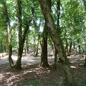 Pyrenean chamois exhibit -Zoodyssée (2025)
